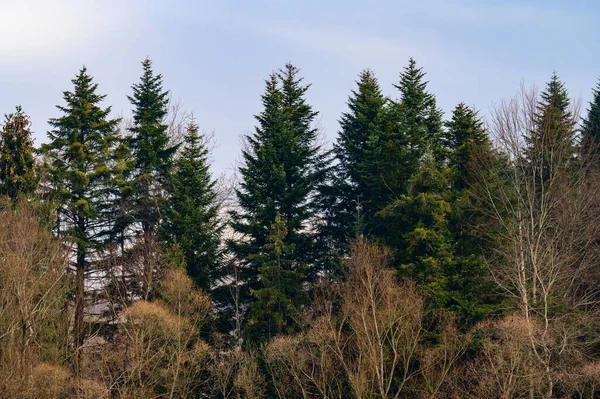 서리가 내리는 동안에는 상록수 가문비나무 소나무 자연적 현상이다 새로운 — 스톡 사진