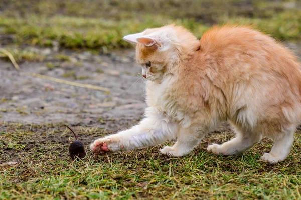 Nach Der Jagd Spielt Eine Katze Mit Ihrer Beute Einer — Stockfoto