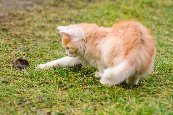 Röd Katt Leker Med Sitt Byte Kattmat Födelsemärke Och Katt — Stockfoto