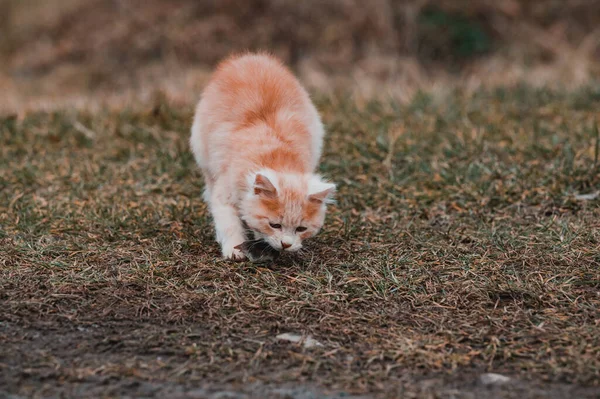 Gatto Rosso Gioca Con Sua Preda Cibo Gatti Talpa Gatto — Foto Stock