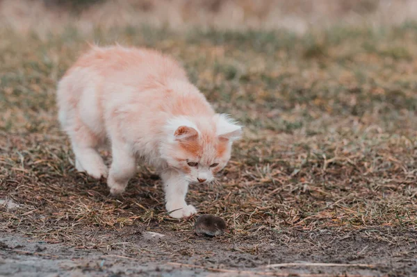 Una Mascota Esponjosa Juega Con Presa Topo Como Alimento Para — Foto de Stock