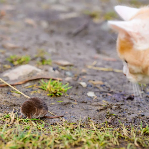 Depredador Rojo Hambriento Está Jugando Con Topo Gato Atrapado Topo —  Fotos de Stock
