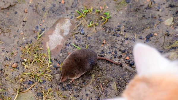 Ingwer Und Weißes Kätzchen Mit Der Beute Einer Maus Neu — Stockfoto