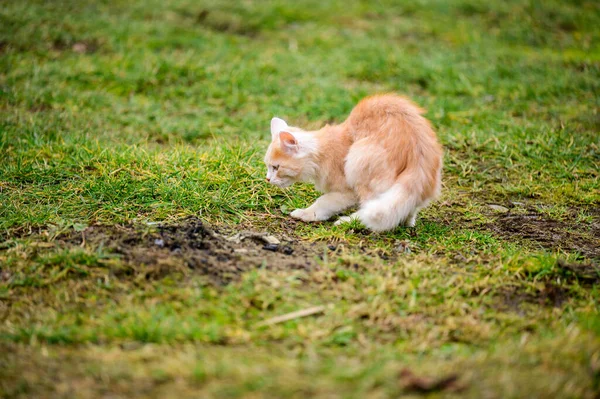Den Lilla Röda Katten Jagade Mullvaden Naturlig Instinkt Hos Katten — Stockfoto