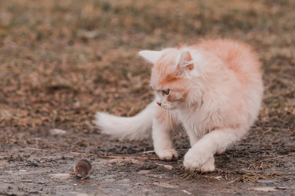 Der Verängstigte Maulwurf Und Die Rote Katze Eine Katze Die — Stockfoto