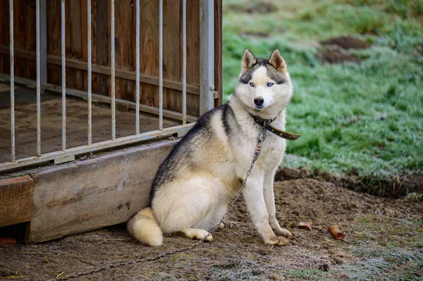 Husky Siedzi Pobliżu Obudowy Pies Smyczy Zwierzak Obudowie Nowe — Zdjęcie stockowe