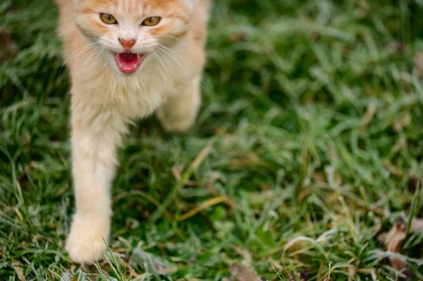 Red Haired Little Cat Walks Grass Small Domestic Red Pet — Stock Photo, Image