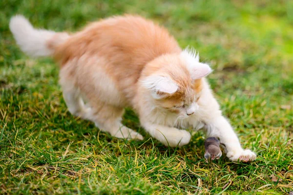 Die Kleine Rote Katze Jagte Den Maulwurf Ein Natürlicher Instinkt — Stockfoto