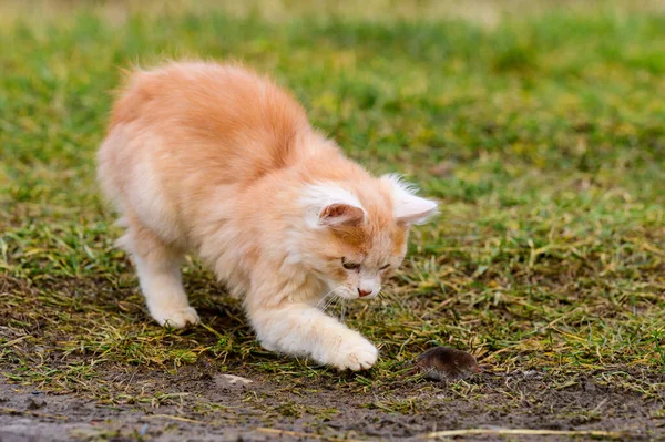 Ein Hungriges Rotes Raubtier Spielt Mit Einem Maulwurf Eine Katze — Stockfoto