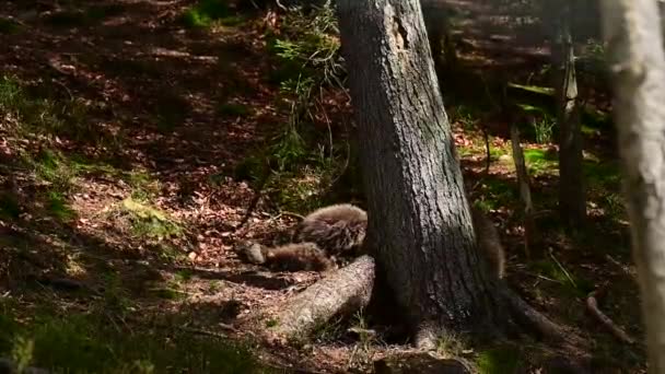 La vie des ours bruns dans le centre de réhabilitation, les habitants de la forêt des Carpates, la faune des animaux. — Video