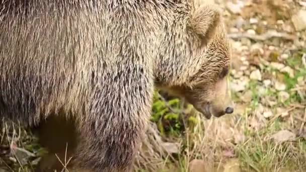 Een grote bruine beer loopt door Synevirska Polyana in Oekraïne, de bosbewoners van de Karpaten bossen. — Stockvideo