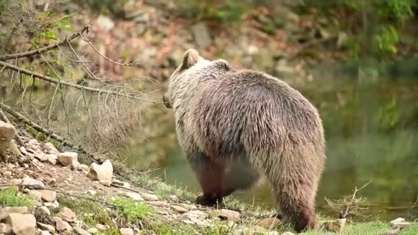 A large brown bear walks through Synevirska Polyana in Ukraine, the forest dwellers of the Carpathian forests. — Stock Video