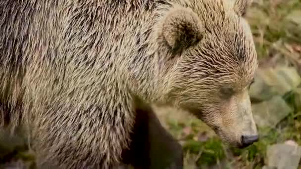 Een grote bruine beer loopt door Synevirska Polyana in Oekraïne, de bosbewoners van de Karpaten bossen. — Stockvideo