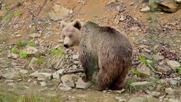 Un grand ours brun traverse Synevirska Polyana en Ukraine, les habitants de la forêt des Carpates. — Video