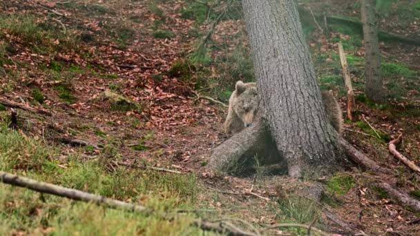 Velký hnědý medvěd žvýká trávu v lese, zpomalený pohyb, karpatští obyvatelé, lesní predátoři. — Stock video