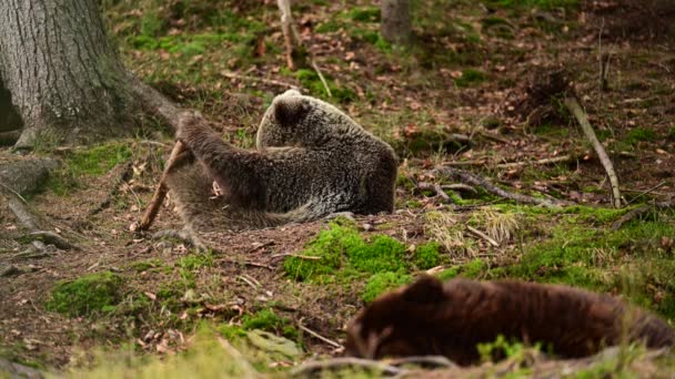 De bruine beer speelt met een stok, het leven van bosbewoners, de bruine beren van Synevyr glade. — Stockvideo