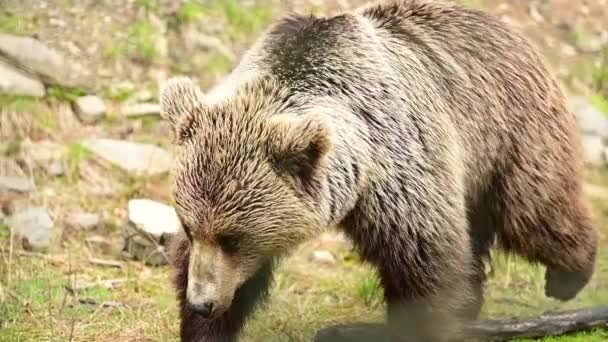 Niedźwiedzie celowo patrzą na polowanie, drapieżniki atakują ofiarę, życie w dziczy w Karpatach. — Wideo stockowe