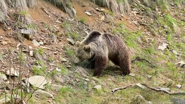 Bewohner der Karpatenwälder, ein Braunbär, der auf einer Wiese weidet, Naturpark Synevirska Poljana. — Stockvideo