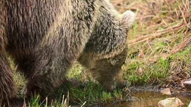 Invånare i Karpaternas skogar, en brunbjörn som betar på en äng, Synevirska Polyana naturpark. — Stockvideo