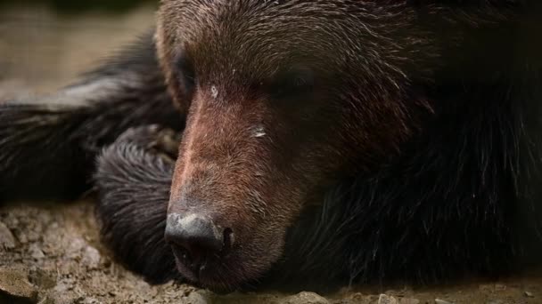 国立自然公園でのクマの夢野生でのヒグマの生活. — ストック動画