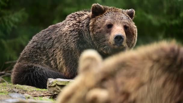 Líný medvěd hnědý v přírodním parku, medvěd odpočívající na skále, život divokých lesních dravců. — Stock video