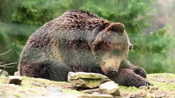 Boredom and sleep of a brown bear, predators in the wild, inhabitants of the Carpathian forests. — Stock Video