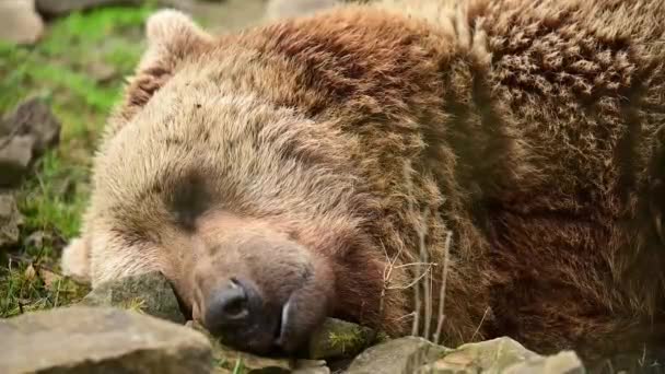 Le rêve d'un grand ours brun, un ours dans un parc naturel national, la vie des ours bruns dans la nature. — Video