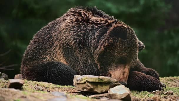 Tristess och sömn hos en brunbjörn, rovdjur i naturen, invånarna i Karpaternas skogar. — Stockvideo