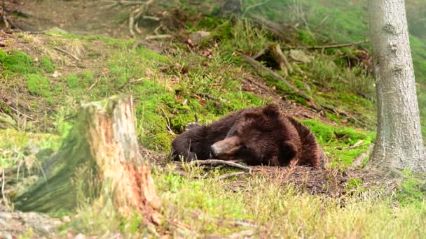 Tristess och sömn hos en brunbjörn, rovdjur i naturen, invånarna i Karpaternas skogar. — Stockvideo