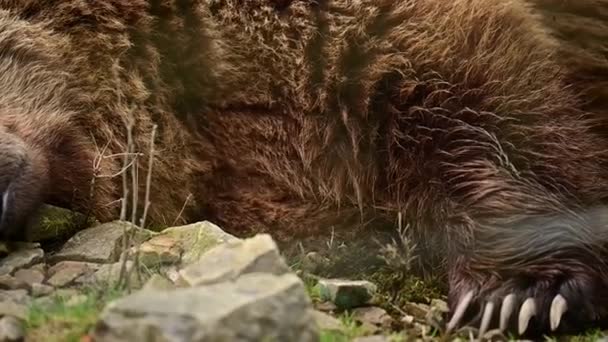 De droom van een grote bruine beer, een beer in een nationaal natuurpark, het leven van bruine beren in het wild. — Stockvideo