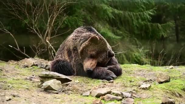 Το όνειρο μιας μεγάλης καφέ αρκούδας, μιας αρκούδας σε ένα εθνικό πάρκο της φύσης, η ζωή των καφέ αρκούδων στην άγρια φύση. — Αρχείο Βίντεο