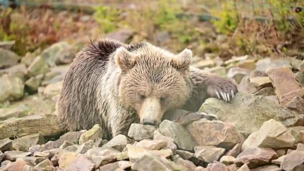 Το όνειρο μιας μεγάλης καφέ αρκούδας, μιας αρκούδας σε ένα εθνικό πάρκο της φύσης, η ζωή των καφέ αρκούδων στην άγρια φύση. — Αρχείο Βίντεο