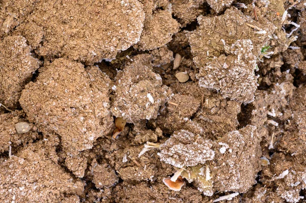 土壤被春天的霜冻覆盖 冬天过后地面苏醒 土壤开裂 春天的早晨 — 图库照片