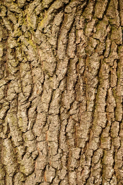 Tekstura Kory Drzewa Pionowa Naturalna Faktura Kory Młodego Drzewa Nowe — Zdjęcie stockowe