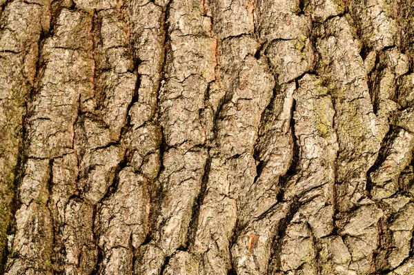 Textura Latido Uma Árvore Textura Natural Vertical Latido Uma Árvore — Fotografia de Stock