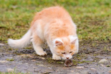 Korkmuş ben ve kırmızı kedi, çimenlerin üzerinde avıyla oynayan bir kedi, bir kedinin doğal içgüdüsü. yeni