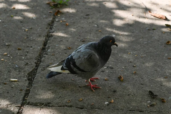 Wildlife One Pigeon Walks Ground Search Food New — Stock Photo, Image
