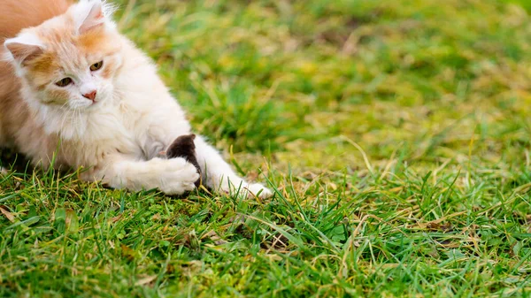 Die Kleine Rote Katze Jagte Den Maulwurf Ein Natürlicher Instinkt — Stockfoto