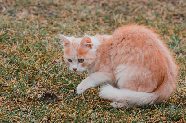 一只红猫抓住了一只鼹鼠 一只猫在草地上 动物和啮齿动物上与鼹鼠玩耍 — 图库照片