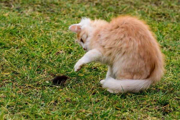Red Cat Caught Mole Cat Playing Mole Grass Countryside Animals — Stock Photo, Image