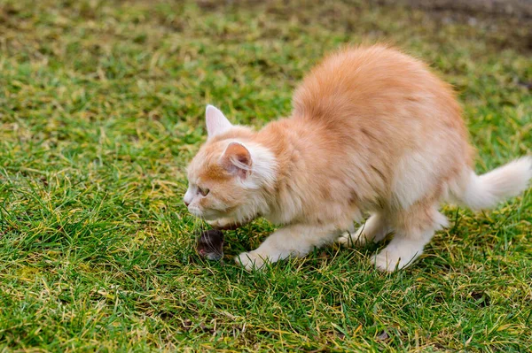 Kızıl Bir Kedi Bir Köstebek Yakaladı Çimenlerde Bir Köstebekle Oynayan — Stok fotoğraf