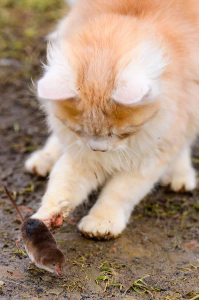 Depredador Rojo Hambriento Está Jugando Con Topo Gato Atrapado Topo —  Fotos de Stock