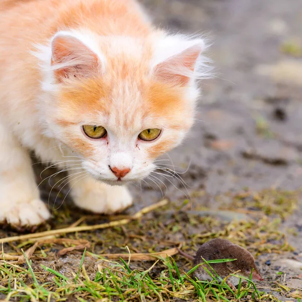 Ginger White Kitten Its Prey Mouse New — Stock Photo, Image