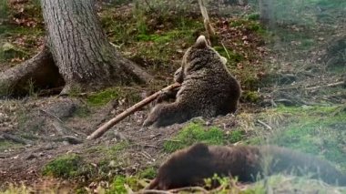 Kahverengi ayı bir sopayla oynar, orman sakinlerinin hayatı, Synevyr ormanının kahverengi ayıları.