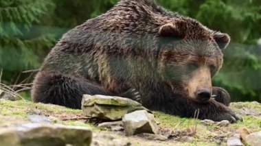Doğa parkında tembel bir boz ayı, kayanın üzerinde dinlenen bir ayı, vahşi orman yırtıcılarının hayatı..