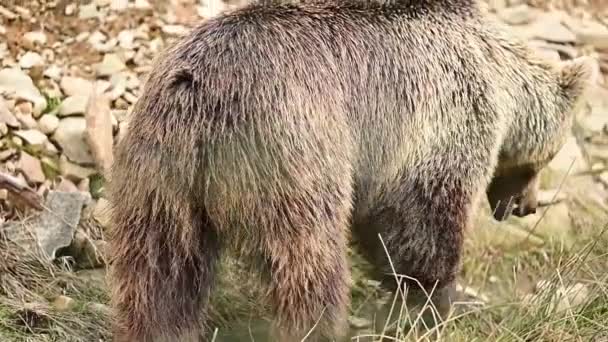 Un grande orso bruno cammina attraverso Synevirska Polyana in Ucraina, gli abitanti delle foreste dei Carpazi. — Video Stock