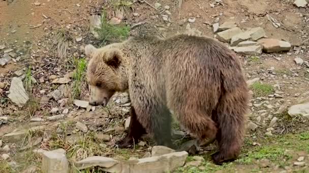 A large brown bear walks through Synevirska Polyana in Ukraine, the forest dwellers of the Carpathian forests. — Stock Video