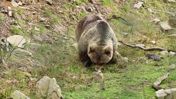 A large brown bear walks through Synevirska Polyana in Ukraine, the forest dwellers of the Carpathian forests. — Stock Video