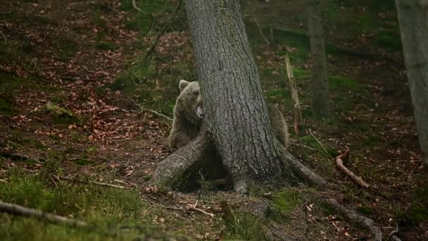 Egy nagy barna medve füvet rágcsál az erdőben, lassít, Kárpátok lakói, erdei ragadozók. — Stock videók