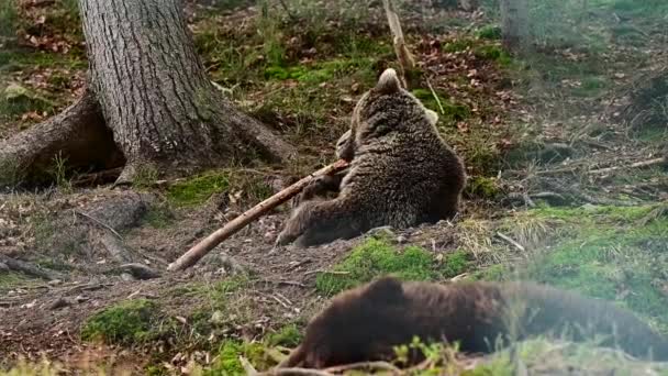 O urso castanho brinca com um pau, a vida dos habitantes da floresta, os ursos castanhos da clareira Synevyr. — Vídeo de Stock